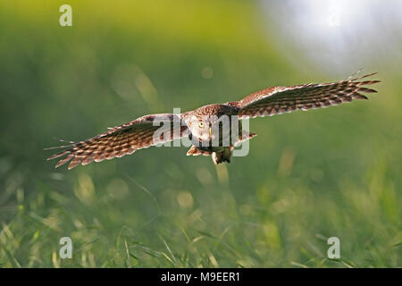 Kleine Eule im Flug. Stockfoto