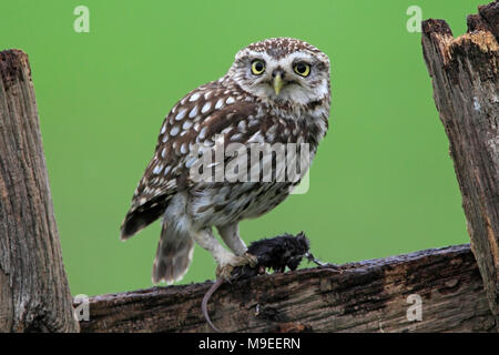 Kleine EULE UK Stockfoto