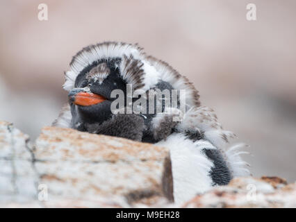 Ein Gentoo Penguin (Pygoscelis papua) Küken in voller Mauser in der Antarktis Stockfoto