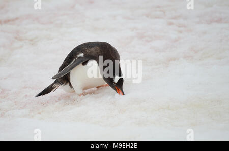 Ein Gentoo Pinguin essen Schnee in der Antarktis Stockfoto