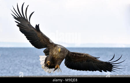 Nach Seeadler im Flug. Wissenschaftlicher Name: Haliaeetus albicilla, auch bekannt als der Ausfuhrerstattungsnomenklatur, Erne, grau Adler, Eurasischen Seeadler und Weiß-Schwanz Stockfoto