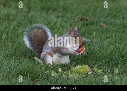 Grauhörnchen Stockfoto