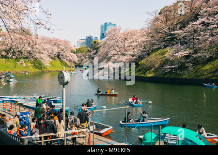 Menschen versammeln sich auf Boote zu erhalten auf dem Graben um das Imperial Palace in Tokio, Japan zu Zeile die Kirschblüten, wie sie in der Nähe von vollen Blüte zu sehen Stockfoto