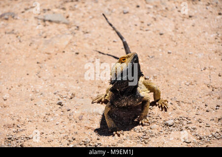 Bartagame (pogona vitticeps) auf der Straße in South Australia Stockfoto