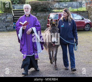 Sidmouth, Großbritannien, 25. Mar 18. Ponk der Donk nahm ein starring Rolle an der Palm Sonntagsgottesdienst in Salcombe Regis Kirche, in der Nähe von Sidmouth. Die jährliche Veranstaltung sieht Gemeindemitglieder Prozess den Hügel hinauf, und in diesem Jahr der Rev David Lewis unter der Leitung der Spaziergang zusammen mit Ponk, eine 14 Jahre alte Esel aus dem nahe gelegenen Sidmouth Donkey Sanctuary. Foto Central/Alamy Leben Nachrichten. Credit: Foto Central/Alamy leben Nachrichten Stockfoto