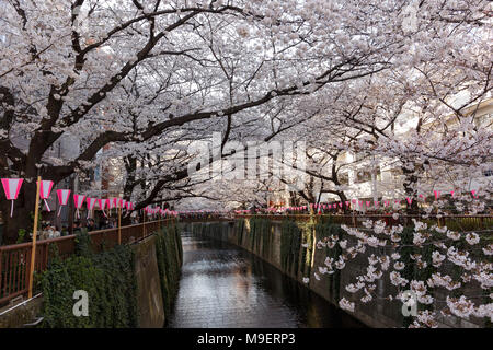 Tokio, Japan, 25. Feb 2018. Kirschblüten in voller Blüte in Meguro Fluss am 25. März 2018. Die Menschen genießen in Tokio die Kirschbäume in voller Blüte am Sonntag, dem 25. März. Meguro Fluß läuft für ca. 7,82 km durch Setagaya, Shinagawa, Meguro Stationen in der Innenstadt von Tokio, die jedes Jahr viele Besucher kommen die Kirschbäume blühen Bäume entlang der Ufer im Frühjahr zu sehen. Credit: Rodrigo Reyes Marin/LBA/Alamy leben Nachrichten Stockfoto