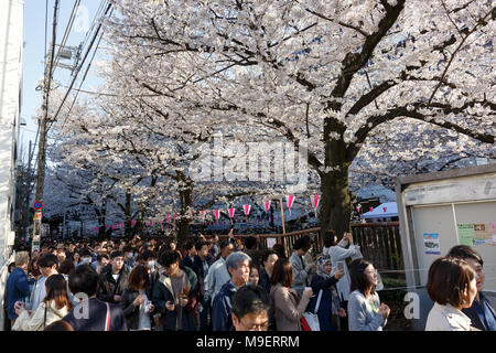 Tokio, Japan, 25. Feb 2018. Die Menschen genießen die voll erblühte Kirschblüten in Meguro Fluss am 25. März 2018. Die Menschen genießen in Tokio die Kirschbäume in voller Blüte am Sonntag, dem 25. März. Meguro Fluß läuft für ca. 7,82 km durch Setagaya, Shinagawa, Meguro Stationen in der Innenstadt von Tokio, die jedes Jahr viele Besucher kommen die Kirschbäume blühen Bäume entlang der Ufer im Frühjahr zu sehen. Credit: Rodrigo Reyes Marin/LBA/Alamy leben Nachrichten Stockfoto