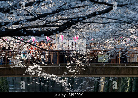Tokio, Japan, 25. Feb 2018. Die Menschen genießen die voll erblühte Kirschblüten in Meguro Fluss am 25. März 2018. Die Menschen genießen in Tokio die Kirschbäume in voller Blüte am Sonntag, dem 25. März. Meguro Fluß läuft für ca. 7,82 km durch Setagaya, Shinagawa, Meguro Stationen in der Innenstadt von Tokio, die jedes Jahr viele Besucher kommen die Kirschbäume blühen Bäume entlang der Ufer im Frühjahr zu sehen. Credit: Rodrigo Reyes Marin/LBA/Alamy leben Nachrichten Stockfoto