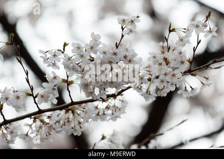 Tokio, Japan, 25. Feb 2018. Kirschblüten in voller Blüte in Meguro Fluss am 25. März 2018. Die Menschen genießen in Tokio die Kirschbäume in voller Blüte am Sonntag, dem 25. März. Meguro Fluß läuft für ca. 7,82 km durch Setagaya, Shinagawa, Meguro Stationen in der Innenstadt von Tokio, die jedes Jahr viele Besucher kommen die Kirschbäume blühen Bäume entlang der Ufer im Frühjahr zu sehen. Credit: Rodrigo Reyes Marin/LBA/Alamy leben Nachrichten Stockfoto