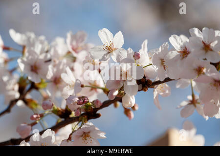 Tokio, Japan, 25. Feb 2018. Kirschblüten in voller Blüte in Meguro Fluss am 25. März 2018. Die Menschen genießen in Tokio die Kirschbäume in voller Blüte am Sonntag, dem 25. März. Meguro Fluß läuft für ca. 7,82 km durch Setagaya, Shinagawa, Meguro Stationen in der Innenstadt von Tokio, die jedes Jahr viele Besucher kommen die Kirschbäume blühen Bäume entlang der Ufer im Frühjahr zu sehen. Credit: Rodrigo Reyes Marin/LBA/Alamy leben Nachrichten Stockfoto