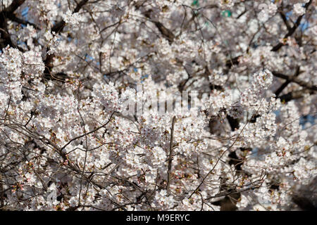 Tokio, Japan, 25. Feb 2018. Kirschblüten in voller Blüte in Meguro Fluss am 25. März 2018. Die Menschen genießen in Tokio die Kirschbäume in voller Blüte am Sonntag, dem 25. März. Meguro Fluß läuft für ca. 7,82 km durch Setagaya, Shinagawa, Meguro Stationen in der Innenstadt von Tokio, die jedes Jahr viele Besucher kommen die Kirschbäume blühen Bäume entlang der Ufer im Frühjahr zu sehen. Credit: Rodrigo Reyes Marin/LBA/Alamy leben Nachrichten Stockfoto