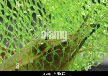 Belur, West Bengal, Indien. 25. März 2018. Aternoon Angeln am Fluss Hoogly. Credit: Rupa Ghosh/Alamy Leben Nachrichten. Stockfoto