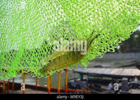 Belur, West Bengal, Indien. 25. März 2018. Aternoon Angeln am Fluss Hoogly. Credit: Rupa Ghosh/Alamy Leben Nachrichten. Stockfoto