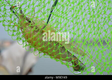 Belur, West Bengal, Indien. 25. März 2018. Aternoon Angeln am Fluss Hoogly. Credit: Rupa Ghosh/Alamy Leben Nachrichten. Stockfoto