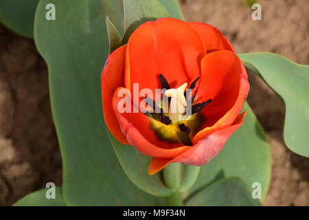 März 25, 2018 - Srinagar, Jammu und Kaschmir, Indien - Tulpen abgebildet mit voller Blüte in Asien der größte tulip Garden in Srinagar, Sommer, die Hauptstadt der indischen Teil Kaschmirs. Mit 20 lakh Tulpen von 46 Sorten, die in den Schoß, Asiens größte Tulip Garten mit Blick auf den weltberühmten Dal Lake hier wurde am Sonntag, 25. April 2018 offen für Besucher geworfen und markiert den Beginn der neuen touristischen Saison im Tal. Früher bekannt als Siraj Bagh, der Indira Gandhi Memorial Tulip Garden im Jahr 2008 durch den damaligen Chief Minister Ghulam Nabi Azad geöffnet wurde. Credit: ZUMA Press, Inc./Alamy leben Nachrichten Stockfoto