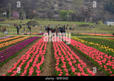 März 25, 2018 - Srinagar, Jammu und Kaschmir, Indien - Touristen, im größten tulip Garten des weltberühmten Asien in Srinagar Sommer Hauptstadt des indischen Teil Kaschmirs. Mit 20 lakh Tulpen von 46 Sorten, die in den Schoß, Asiens größte Tulip Garten mit Blick auf den weltberühmten Dal Lake hier wurde am Sonntag, 25. April 2018 offen für Besucher geworfen und markiert den Beginn der neuen touristischen Saison im Tal. Tausende von Touristen besucht die Asien grösste tulip Garten heute auf seiner Eröffnung. Credit: ZUMA Press, Inc./Alamy leben Nachrichten Stockfoto