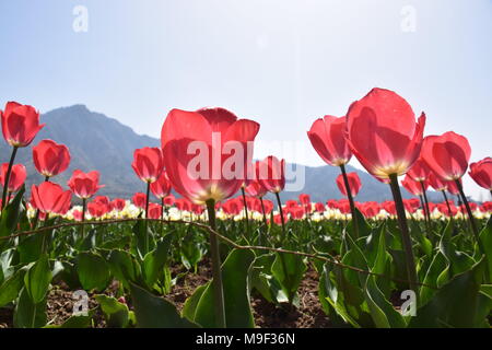 März 25, 2018 - Srinagar, Jammu und Kaschmir, Indien - Tulpen abgebildet mit voller Blüte in Asien der größte tulip Garden in Srinagar. Mit 20 lakh Tulpen von 46 Sorten, die in den Schoß, Asiens größte Tulip Garten mit Blick auf den weltberühmten Dal Lake hier wurde am Sonntag, 25. April 2018 offen für Besucher geworfen und markiert den Beginn der neuen touristischen Saison im Tal. Früher bekannt als Siraj Bagh, der Indira Gandhi Memorial Tulip Garden im Jahr 2008 durch den damaligen Chief Minister Ghulam Nabi Azad geöffnet wurde. Credit: ZUMA Press, Inc./Alamy leben Nachrichten Stockfoto