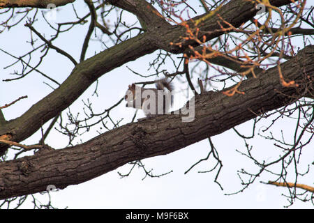 Graue Eichhörnchen, Sciurus carolinensis, sind eine eingeführte Arten aus den USA und werden oft als Schädlinge angesehen. Sie konkurrieren mit den nativen Rot spp. Stockfoto