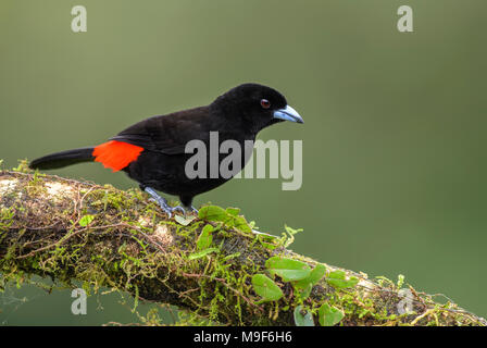 Scarlet-rumped tanager - Ramphocelus passerinii, schöne schwarze und rote Tanager von Costa Rica aus Wald. Stockfoto