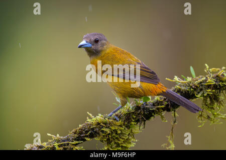 Scarlet-rumped tanager - Ramphocelus passerinii, schöne schwarze und rote Tanager von Costa Rica aus Wald. Stockfoto