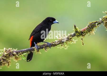 Scarlet-rumped tanager - Ramphocelus passerinii, schöne schwarze und rote Tanager von Costa Rica aus Wald. Stockfoto