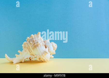 Pastellfarben Minimalismus. Eine anmutige Seashell liegt auf gelbe Oberfläche auf blauem Hintergrund. Stockfoto