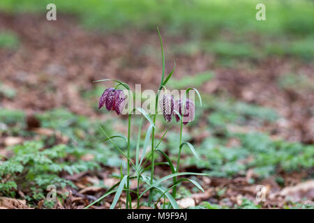 Nahaufnahme der Schlangenkopf-Fritillary Fritillaria meleagris, die im März in einem englischen Garten blüht, Großbritannien Stockfoto