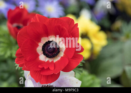 Nahaufnahme der Anemone coronaria 'Harmony Scarlet', die in einem Frühlingsgarten, Großbritannien blüht Stockfoto