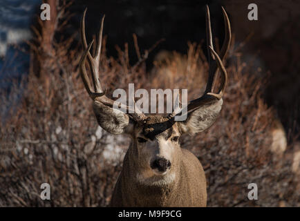 Hirsch buck Portrait mit großen Geweih Stockfoto