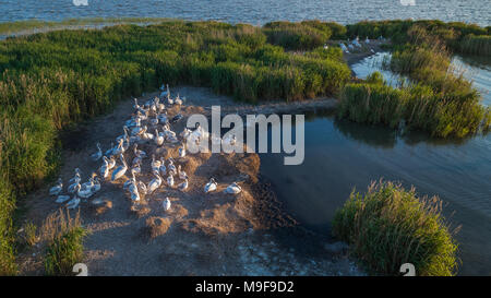 dalmatinische Pelikane (Pelecanus Crispus) im Donaudelta Rumäniens. Luftbild mit Drohne. Stockfoto