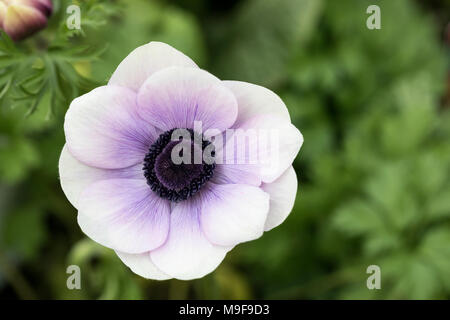 Nahaufnahme der Anemone coronaria 'Harmony Pearl', blühend in einem englischen Garten, UK Stockfoto