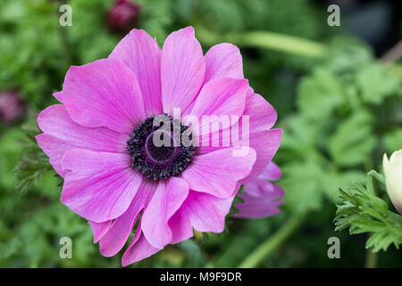 Nahaufnahme der Anemone coronaria 'Harmony Orchid' Windblume in Blüte in Großbritannien Stockfoto