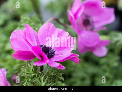 Nahaufnahme der Anemone coronaria 'Harmony Orchid' Windblume in Blüte in Großbritannien Stockfoto