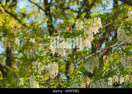 Natura 2000 Głebowice, Polen, Europa. die Blumen der eine blühende Akazie Stockfoto