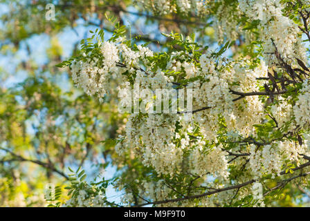 Natura 2000 Głebowice, Polen, Europa. die Blumen der eine blühende Akazie Stockfoto