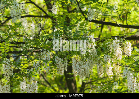 Natura 2000 Głebowice, Polen, Europa. die Blumen der eine blühende Akazie Stockfoto