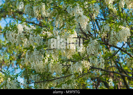 Natura 2000 Głebowice, Polen, Europa. die Blumen der eine blühende Akazie Stockfoto