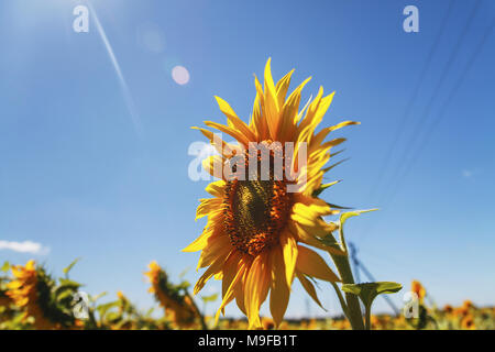 Sonnenblumenfeld bewölkten blauen Himmel und strahlender Sonne leuchten. Stockfoto