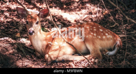 Weiß schwanz Reh, Hirsch liegend in Wäldern Stockfoto