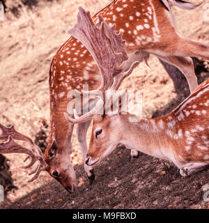 Close-up von zwei weißen Schwanz Wild Side-by-Side Stockfoto