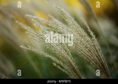 Chinesische silber Gras (Miscanthus sinensis Anderss) in einem Fall Feld in Acton, Massachusetts. Stockfoto