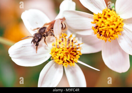 Eine Biene bestäubt eine Daisy, weiße Blume in der Wildnis Stockfoto