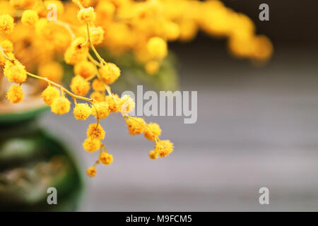 Gelbe Blumen einer Mimose in Keramik Vase auf einem schwarzen Hintergrund. Holztisch, Nahaufnahme, selektiver Fokus Stockfoto