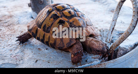 Big leopard Schildkröte. Leopard Tortoise Stigmochelys pardalis Wandern und Suchen nach Nahrung Stockfoto