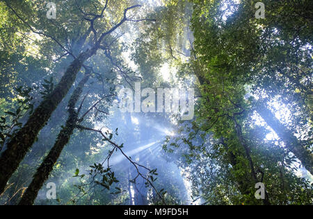 Einen nebligen Wald morgen mit Sonnenstrahlen durch die Baumkronen zu glänzen. Stockfoto