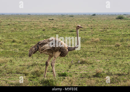 Ein einsamer femail Strauß auf den Ebenen der Serengeti im Norden von Tansania, Afrika an einem sonnigen Tag mit blauen Himmel Stockfoto