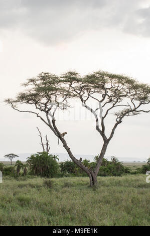 Einsame Leopard in einer Akazie Vermessung der Landschaft im Norden der Serengeti, Arusha, Tansania, Afrika Stockfoto