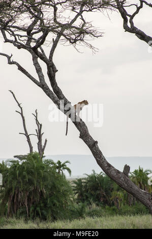 Einsame Leopard in einer Akazie Vermessung der Landschaft im Norden der Serengeti, Arusha, Tansania, Afrika Stockfoto