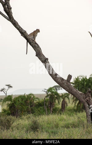 Einsame Leopard in einer Akazie Vermessung der Landschaft im Norden der Serengeti, Arusha, Tansania, Afrika Stockfoto