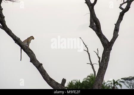 Einsame Leopard in einer Akazie Vermessung der Landschaft im Norden der Serengeti, Arusha, Tansania, Afrika Stockfoto